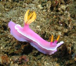 Chromodoris bullocki Nudi - Lembeh Strait by Dale Treadway 